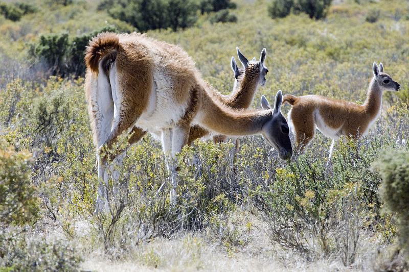 20071209 101317 D2X 4200x2800.jpg - Guanaco(s) [woolier llamas], Puerto Madryn